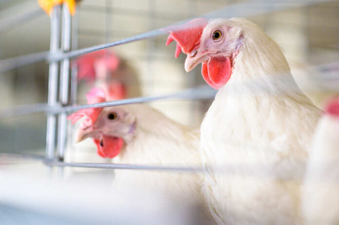 Egg,Factory,Plant,Agriculture,Poultry,Chicken,Farm