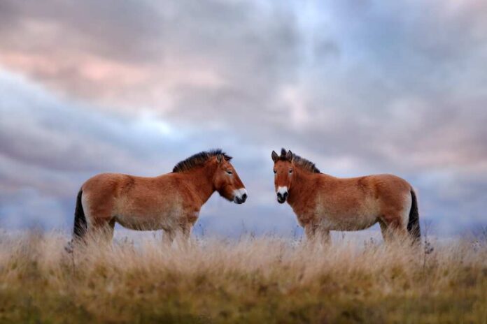 Przewalski's,Horse,With,Magical,Evening,Sky,,Nature,Habitat,In,Mongolia.