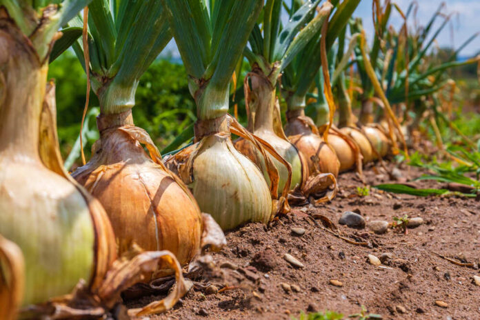 Ripe,Onion,Plants,Row,Growing,On,Field,,Close,Up.,Harvesting