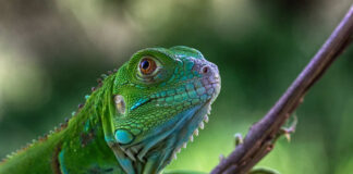 Close-up of a green lizard perched on a branch