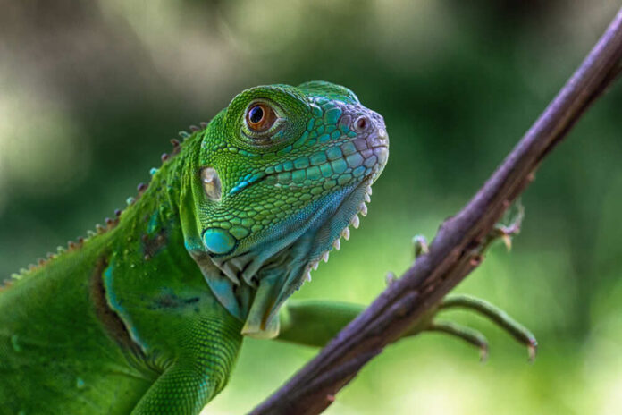 shutterstock_1609457569.jpg Close-up of a green lizard perched on a branch