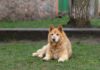 A fluffy dog lying on the grass in a park