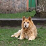 A fluffy dog lying on the grass in a park