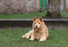A fluffy dog lying on the grass in a park