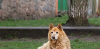 A fluffy dog lying on the grass in a park
