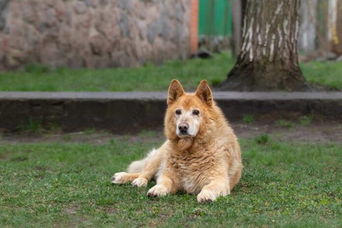 A fluffy dog lying on the grass in a park