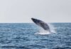 A humpback whale breaching the surface of the ocean