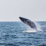 A humpback whale breaching the surface of the ocean