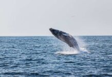 A humpback whale breaching the surface of the ocean