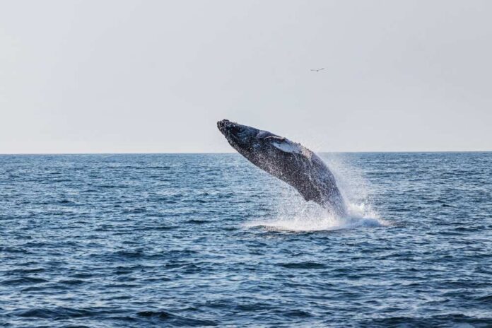A humpback whale breaching the surface of the ocean