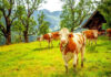 Cows grazing in a mountainous pasture with trees