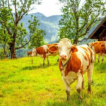 Cows grazing in a mountainous pasture with trees