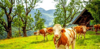 Cows grazing in a mountainous pasture with trees
