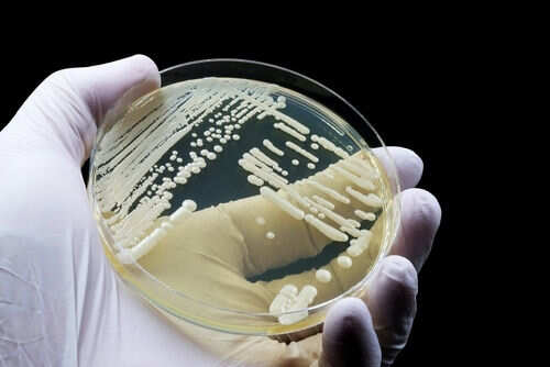 Gloved hand holding petri dish with bacterial colonies