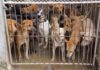 North Korea’s Heat Advice Comes With Bite Group of dogs crowded behind a metal gate in a muddy kennel