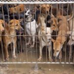 Group of dogs crowded behind a metal gate in a muddy kennel