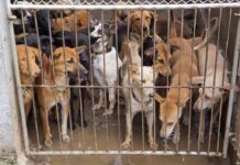 North Korea’s Heat Advice Comes With Bite Group of dogs crowded behind a metal gate in a muddy kennel
