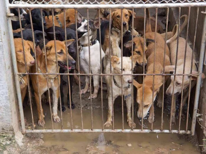shutterstock_83099938 Group of dogs crowded behind a metal gate in a muddy kennel
